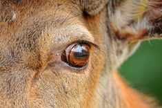 the eye of a deer looking straight ahead