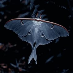 a large gray and white moth hanging from a tree branch in the dark with its wings spread out