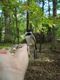 a small bird perched on top of a person's hand in the woods,