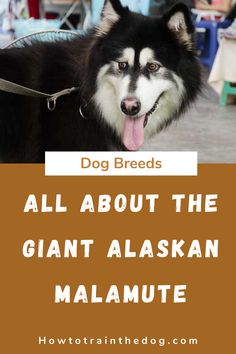a black and white dog with its tongue out in front of a sign that says, all about the giant alaskan malaute