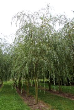 a row of trees in the middle of a field