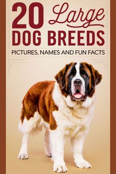 20 large dog breeds cover with Saint Bernard standing.