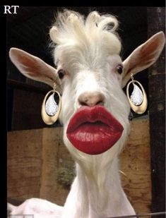 a goat with red lips and earrings on it's head