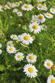 white and yellow daisies growing in a field