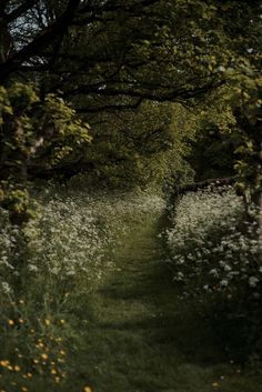 the path is lined with white flowers and green trees on both sides, leading to an open field