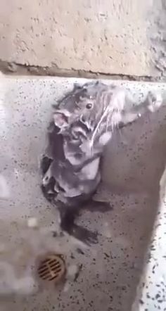 a bird sitting on the ground next to a drain in a cement wall with water running down it's side