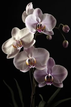 purple and white orchids on black background