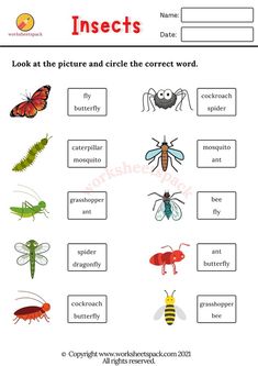 insects worksheet with pictures and words to help students learn how to read them