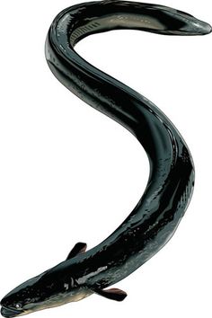 a black and white photo of an animal's tail