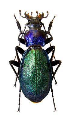 a large beetle sitting on top of a white surface