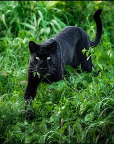 a black cat is walking through the grass