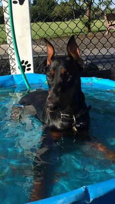 a dog is sitting in the pool with his head sticking out