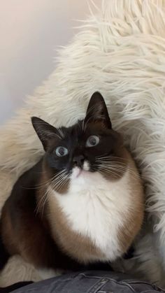 a black and white cat with blue eyes sitting on a fluffy chair next to a person's legs