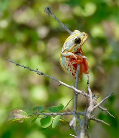 a yellow and red frog sitting on top of a leaf covered tree branch in the forest