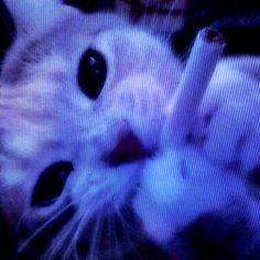 a white cat with black eyes laying down