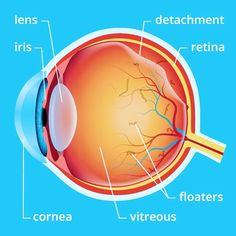 How To Get Rid Of Floaters In Your Eyes, What Is Essential Is Invisible To Eye, Understanding Eye Function, Floaters In The Eye, How To Treat Eye Floaters, Types Of Eye Floaters, How To Remove Eye Floaters, Floaters In Eye, Eye Floaters Pictures