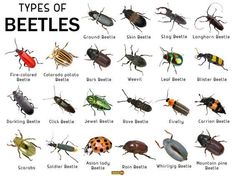 an image of different types of beetles