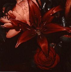 a red flower in a black vase with water droplets on it's petals and leaves