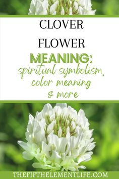 Clover Flower Meaning
