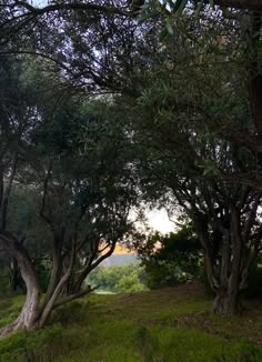 an area with many trees and grass on the ground