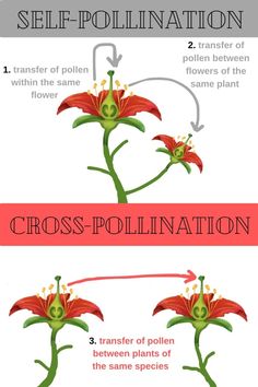 an info sheet describing the different types of flowers and how they are used to grow them