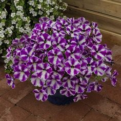 purple and white flowers are in a blue vase on the ground next to some plants