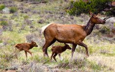 an adult elk and two young deer walking in the grass