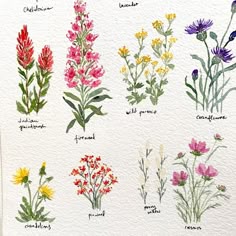an illustration of different types of wildflowers on a white paper with watercolor writing