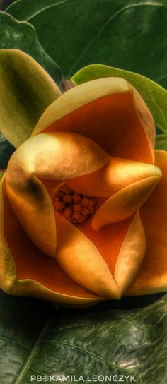 an orange flower with green leaves in the background