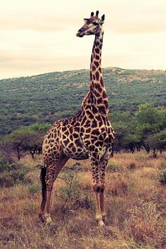 a giraffe standing in the middle of a field