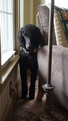a black poodle sitting on the arm of a couch in front of a window