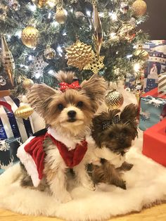 two small dogs sitting next to each other in front of a christmas tree with presents
