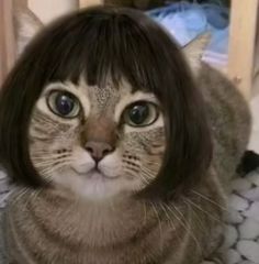 a cat with a wig on top of it's head