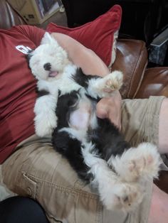 a person is holding two puppies in their lap while they are sitting on the couch