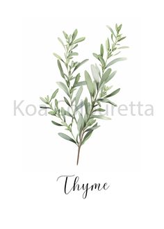 an image of a plant with the word thyme
