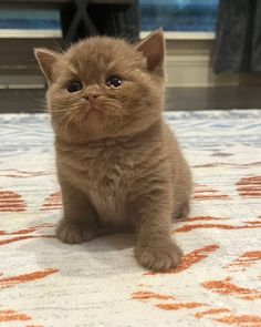 a small brown kitten sitting on top of a bed