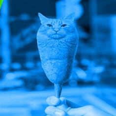 a person holding up a blue cat lollipop with the caption, what do you think?