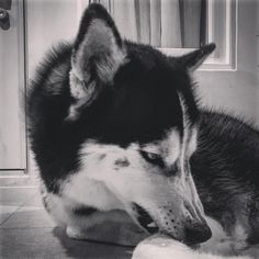 a black and white husky dog laying on the floor in front of a door looking at something