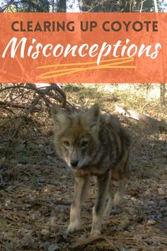 a close up of a dog on a field with trees in the background and text reading clearing up coyote misconceptions