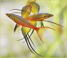 two yellow and red fish are swimming in the water with their tails curled up to each other