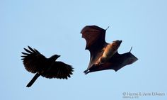 two bats flying in the sky next to each other on a clear day with no clouds
