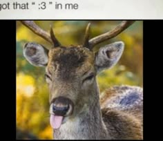 an image of a deer with its tongue out and the caption says, i got that 3'in me