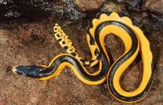 a yellow and black snake on some rocks