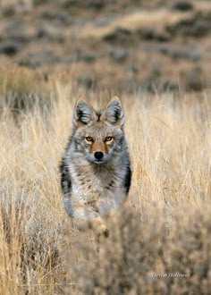 a wolf is running through the tall grass