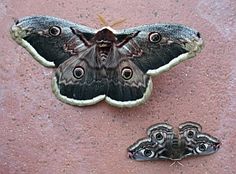 two moths sitting on the ground next to each other with their eyes open and one is looking at the camera