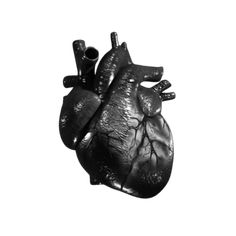 a black and white photo of a human heart