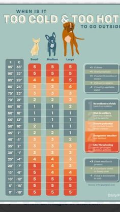 an info sheet with dogs and numbers on it, including the top ten things to know about