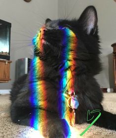 a black cat sitting on top of a carpet next to a wall with a rainbow light