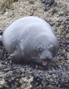 a seal laying on the ground with its mouth open