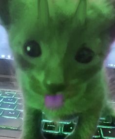 a green kitten sitting on top of a laptop computer